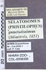 Etiketten zu Pristilophus punctatissimus (Ménétriés, 1851) (NHMW-ZOO-COL-0008395)